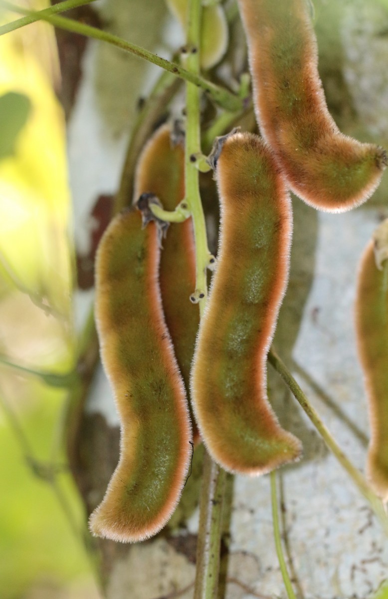 Mucuna pruriens var. pruriens (L.) DC.